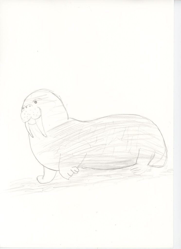 セイウチ