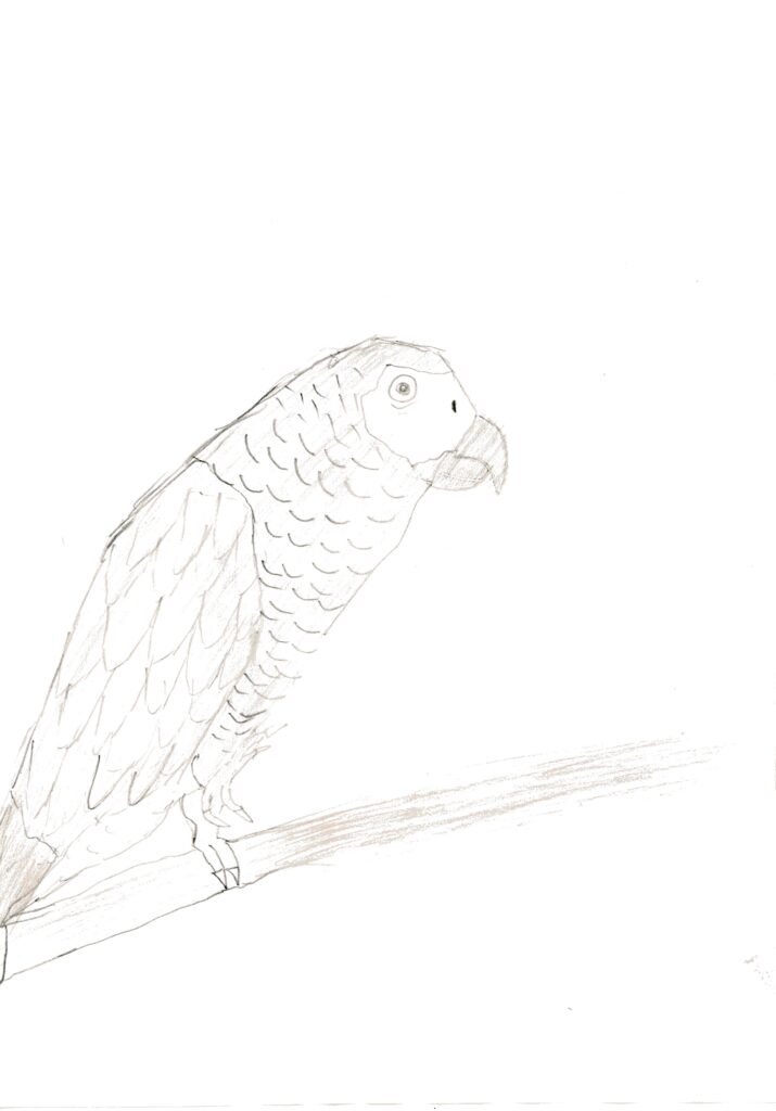 ヨウム