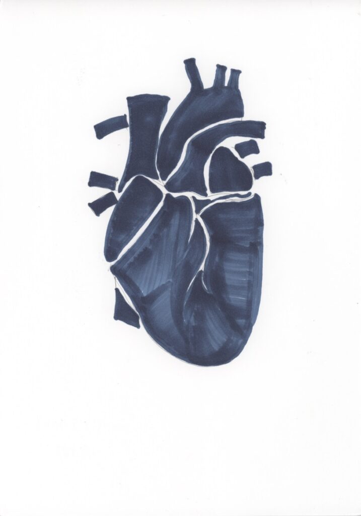 心ぞうイラスト