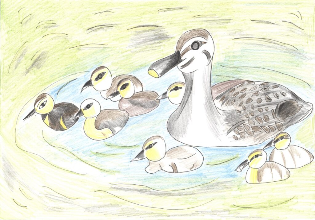 カモの親子