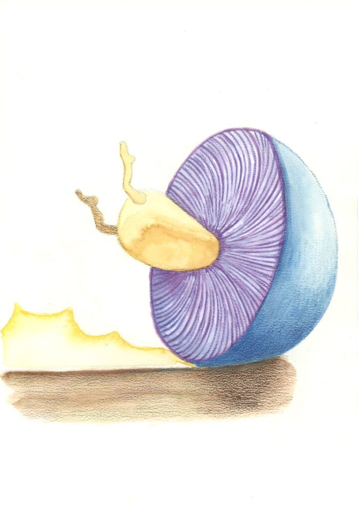 ズッコケキノコ