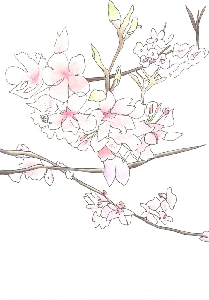 桜　1