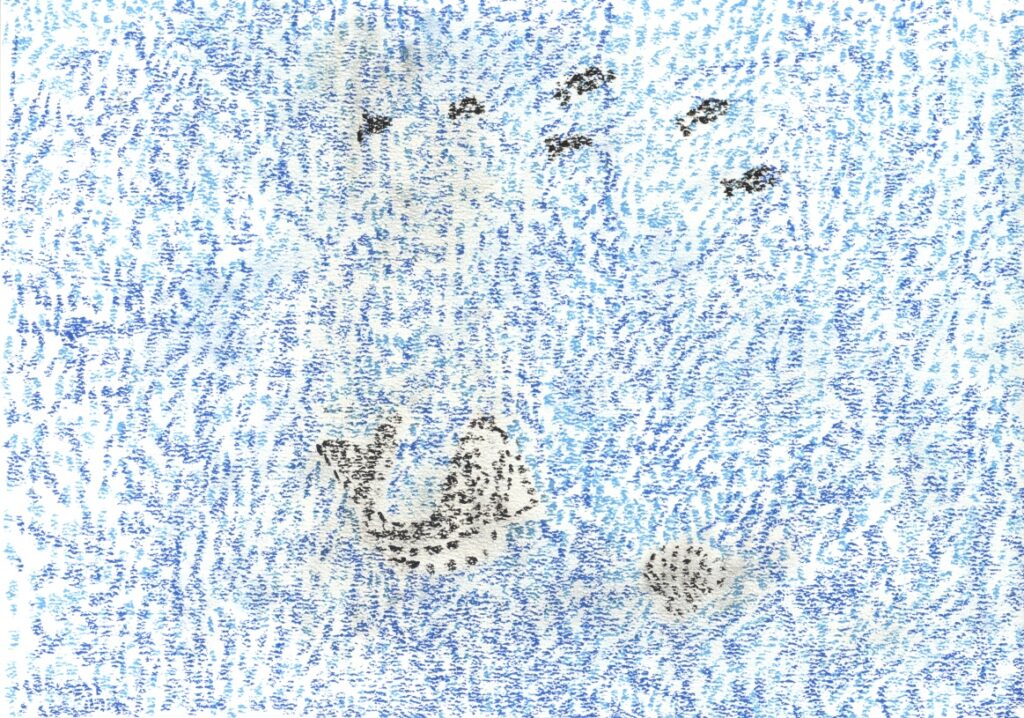 シャチとホタテ