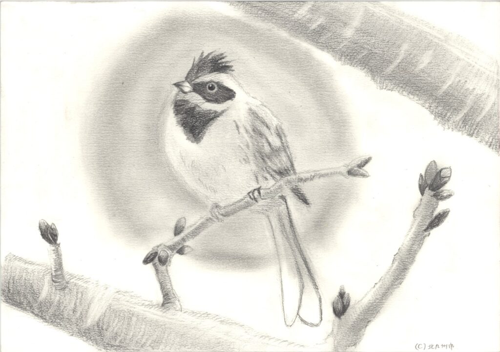 ミヤマホオジロ