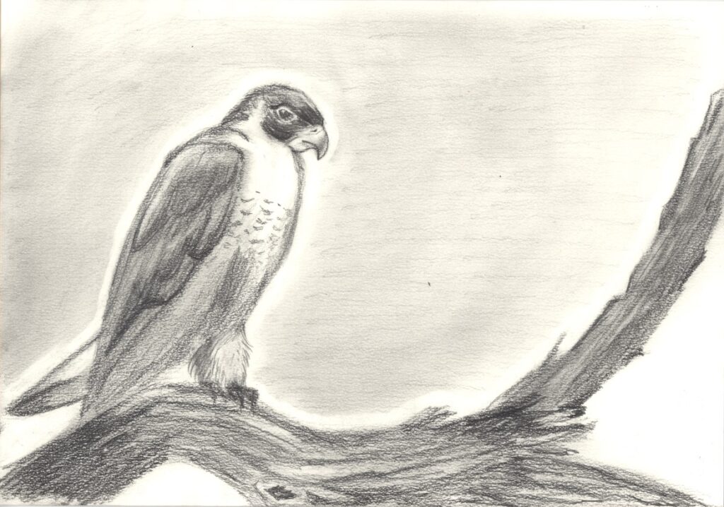 枯れ木とハヤブサ