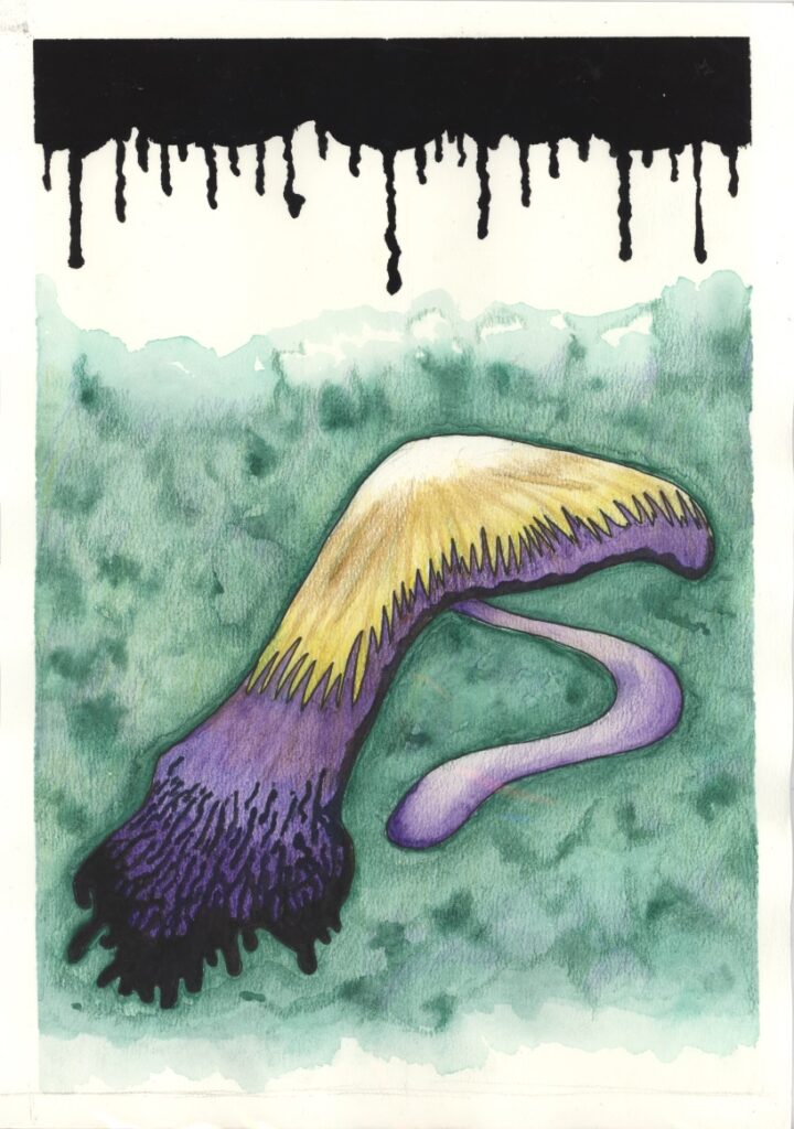 ウミウシヘソノオタケ