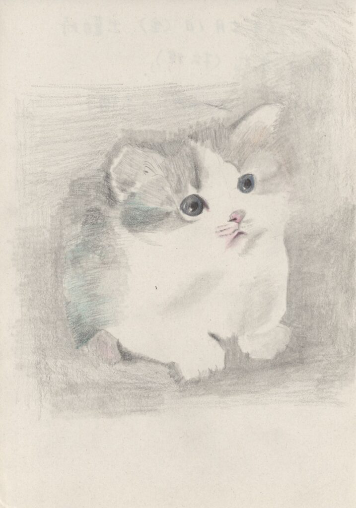 マンチカンの子猫