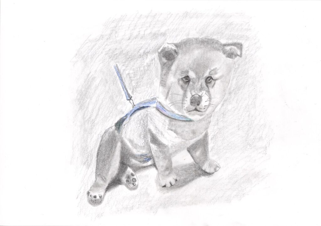 子犬(柴犬)