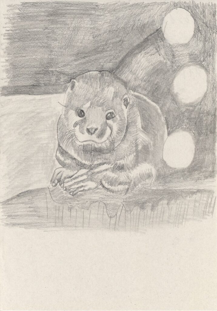 コツメカワウソ