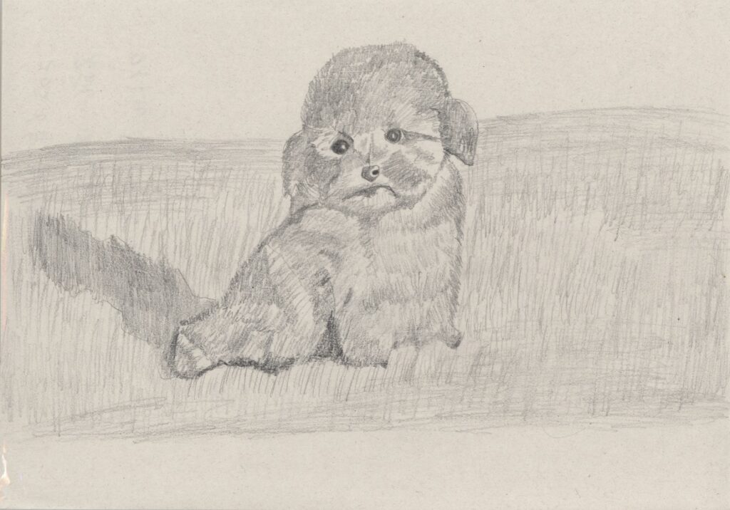 トイプードルの子犬
